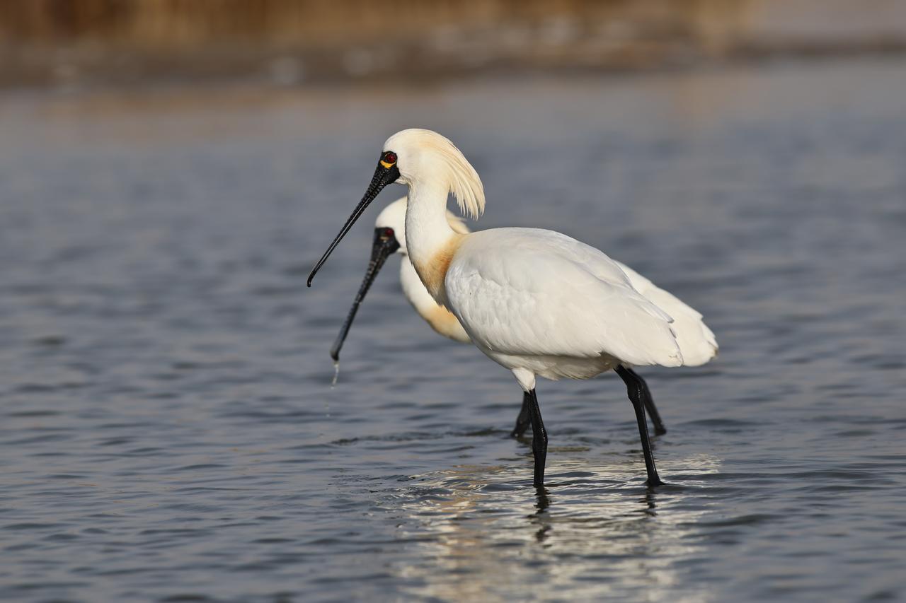 黑脸天使[祈祷][祈祷][祈祷]