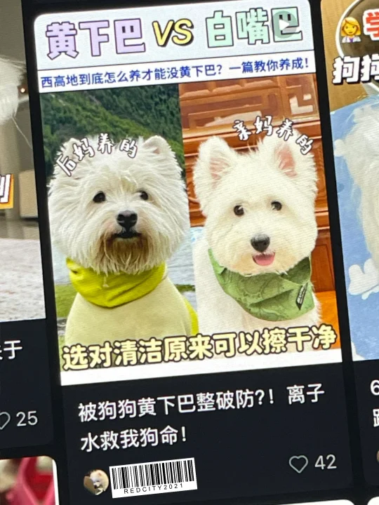 盗图的我真没招了 我家狗黄胡子是蹭的💩！