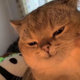 晴天萌侃汽车