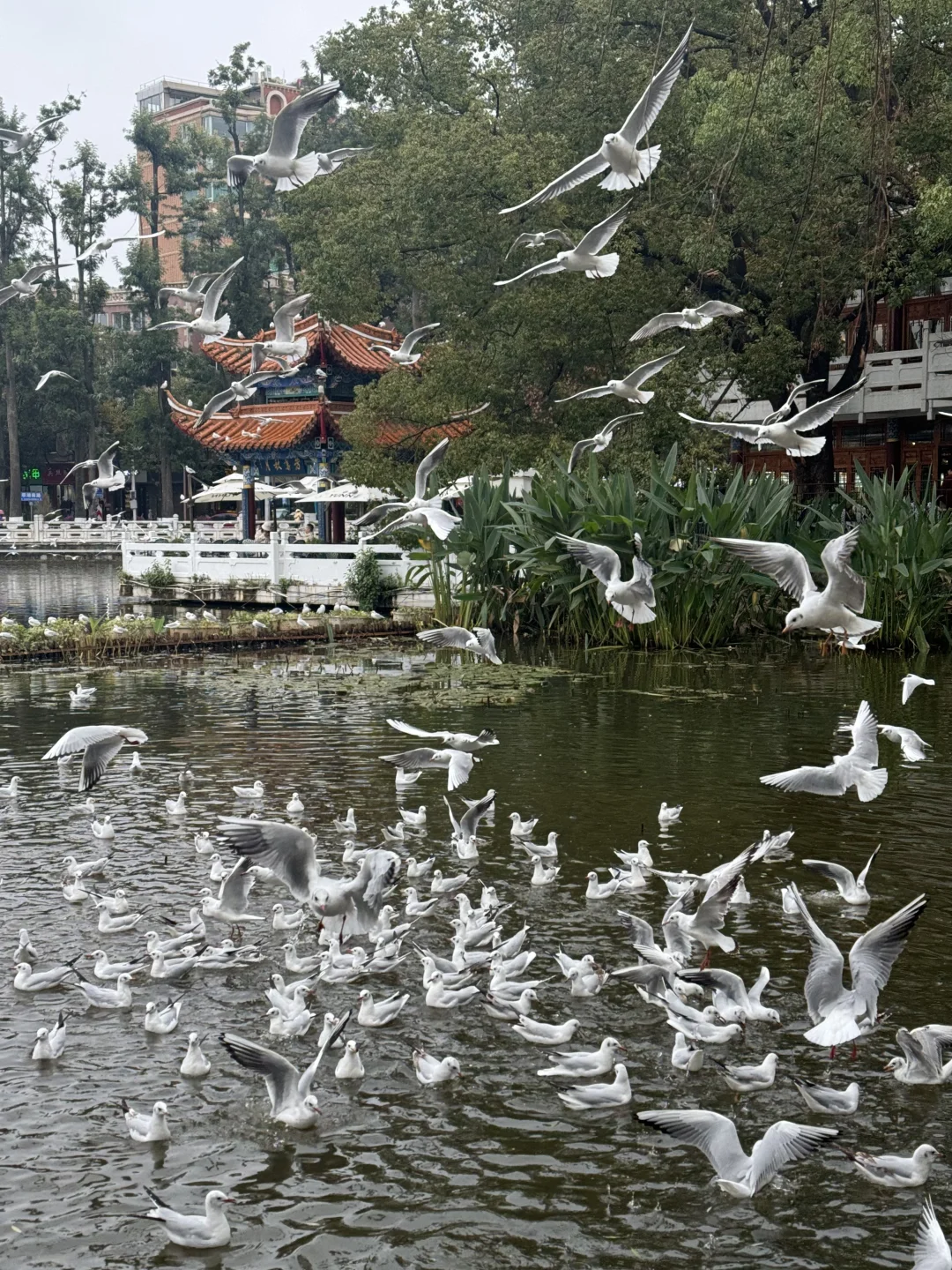 live图！翠湖海鸥浓度 99999%