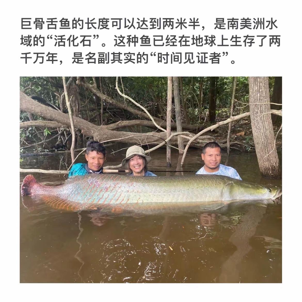 巨骨舌鱼，南美的活化石，见证两千万年的时光！