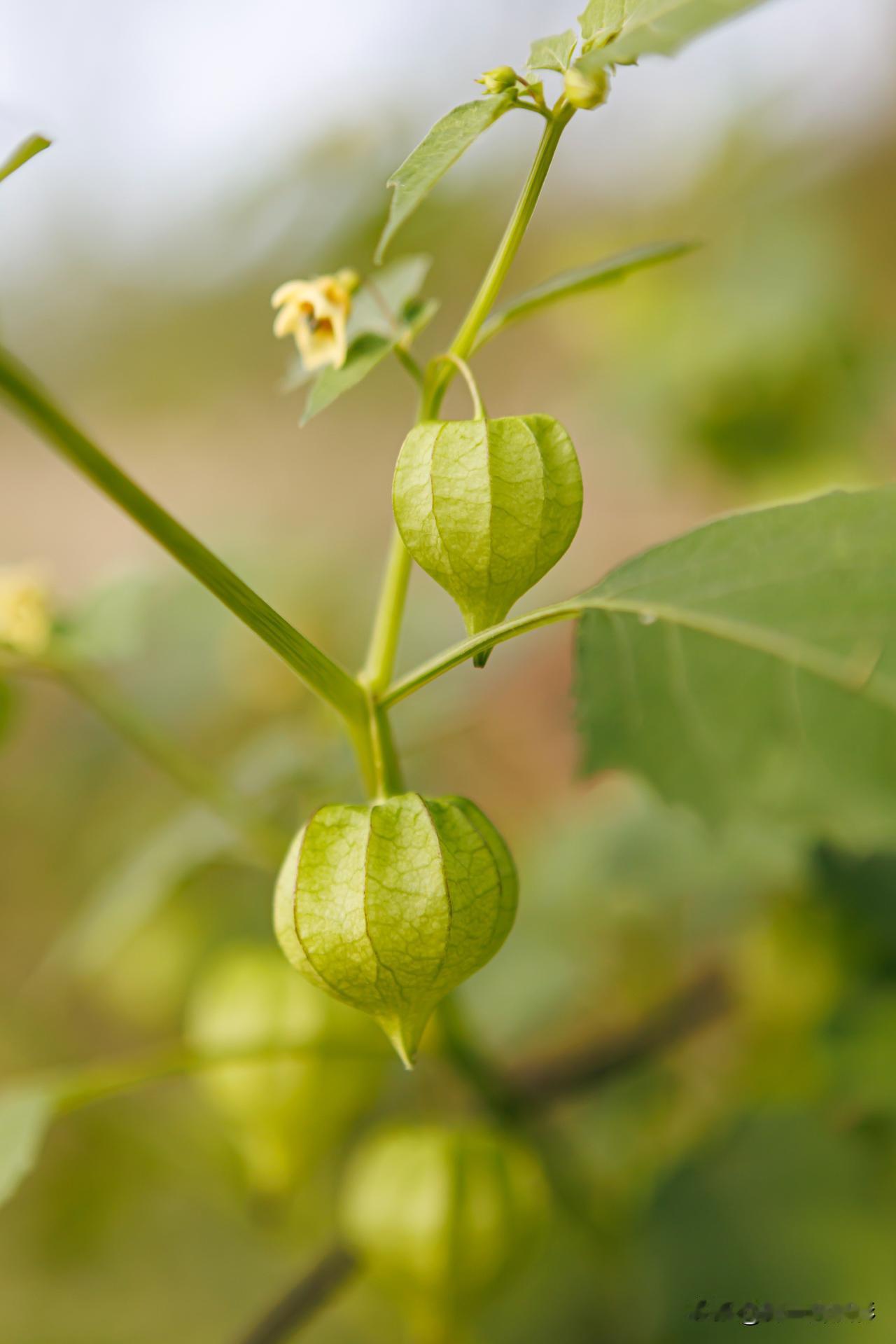 #分享你手机中的花花草草#  前两天前往巴溪洲，原本是想拍那个栾树，可也就晚了这