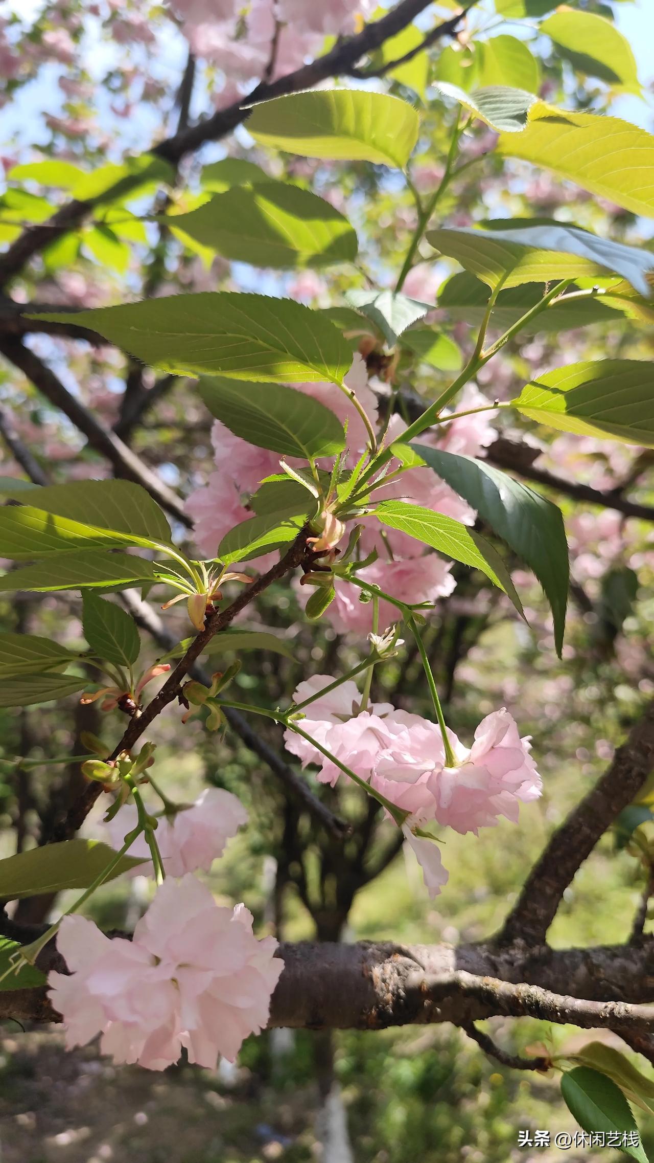 分享一张你拍的樱花照片