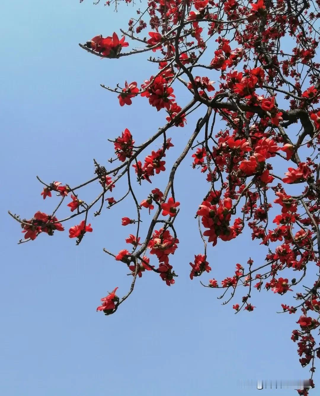 红花开，黄花开，白花开，蜜蜂蝴蝶都飞来！

春天，被花海包围的佛山，醉花了！