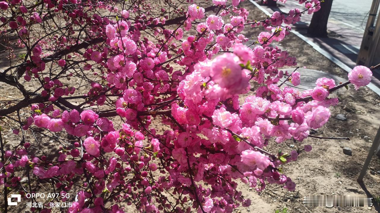 塞北春风入户楼，
千枝粉艳竞风流。
房前花盛风光美，
岁岁安康万事优。