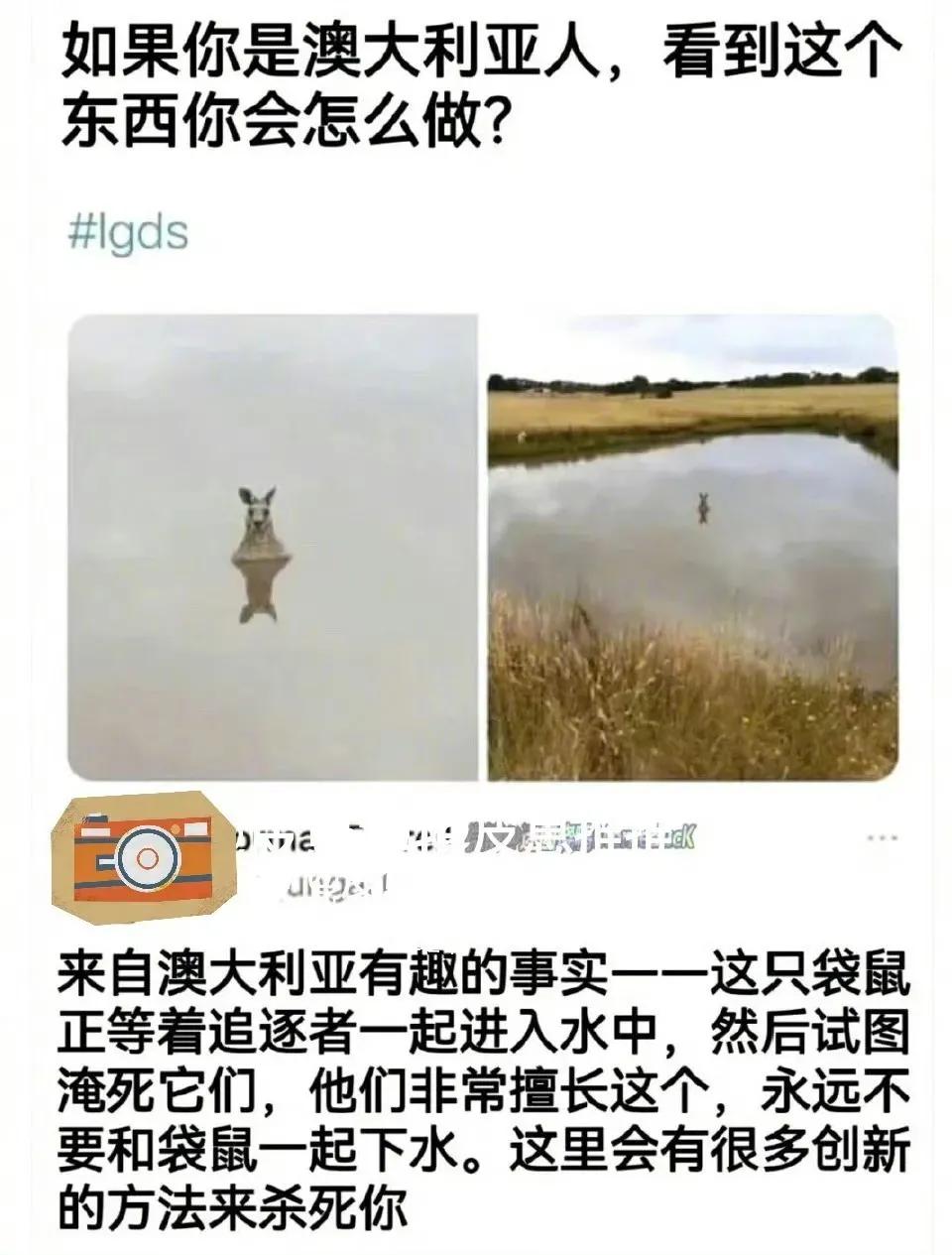 澳大利亚袋鼠🦘这么恐怖的……