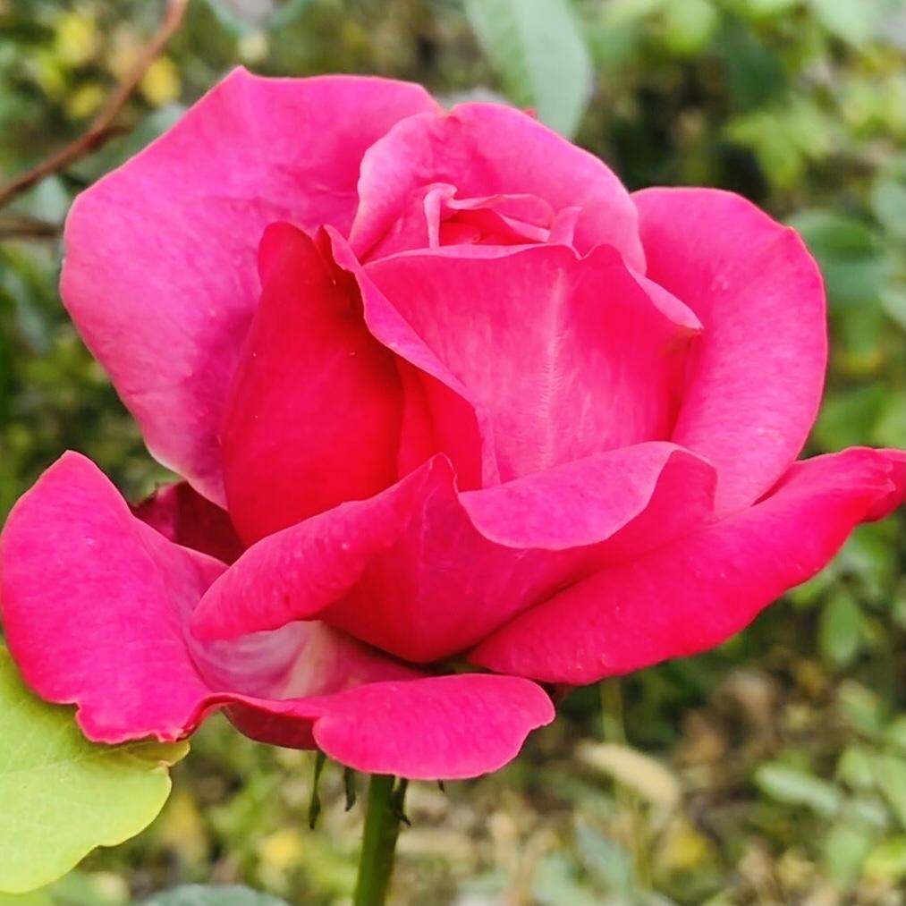 分享图片～月季花
朵朵绽放，优雅迷人
绚丽多彩，婀娜多姿