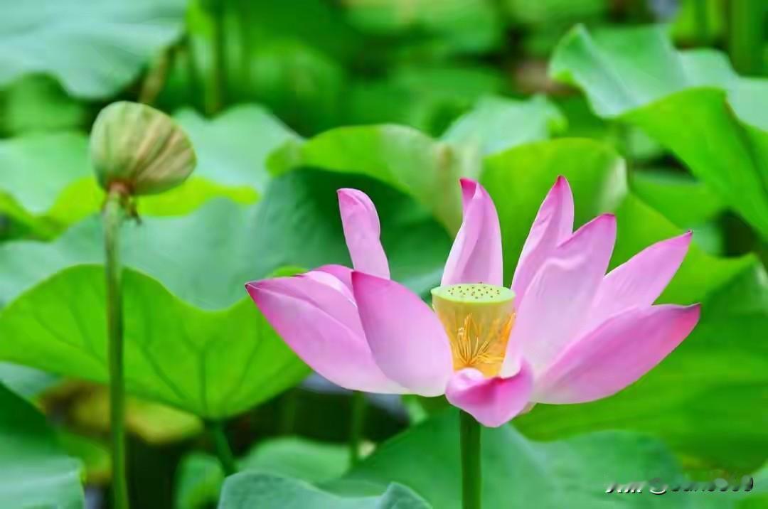 荷花的美，有两种极致。盛开时，那真叫一个明艳动人。一朵朵荷花在翠绿的荷叶间亭亭玉