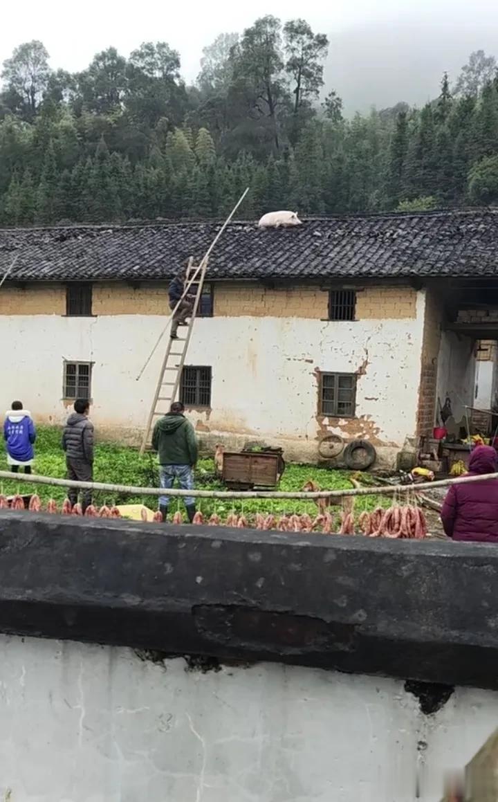 我就想知道这猪是怎么上房顶的？