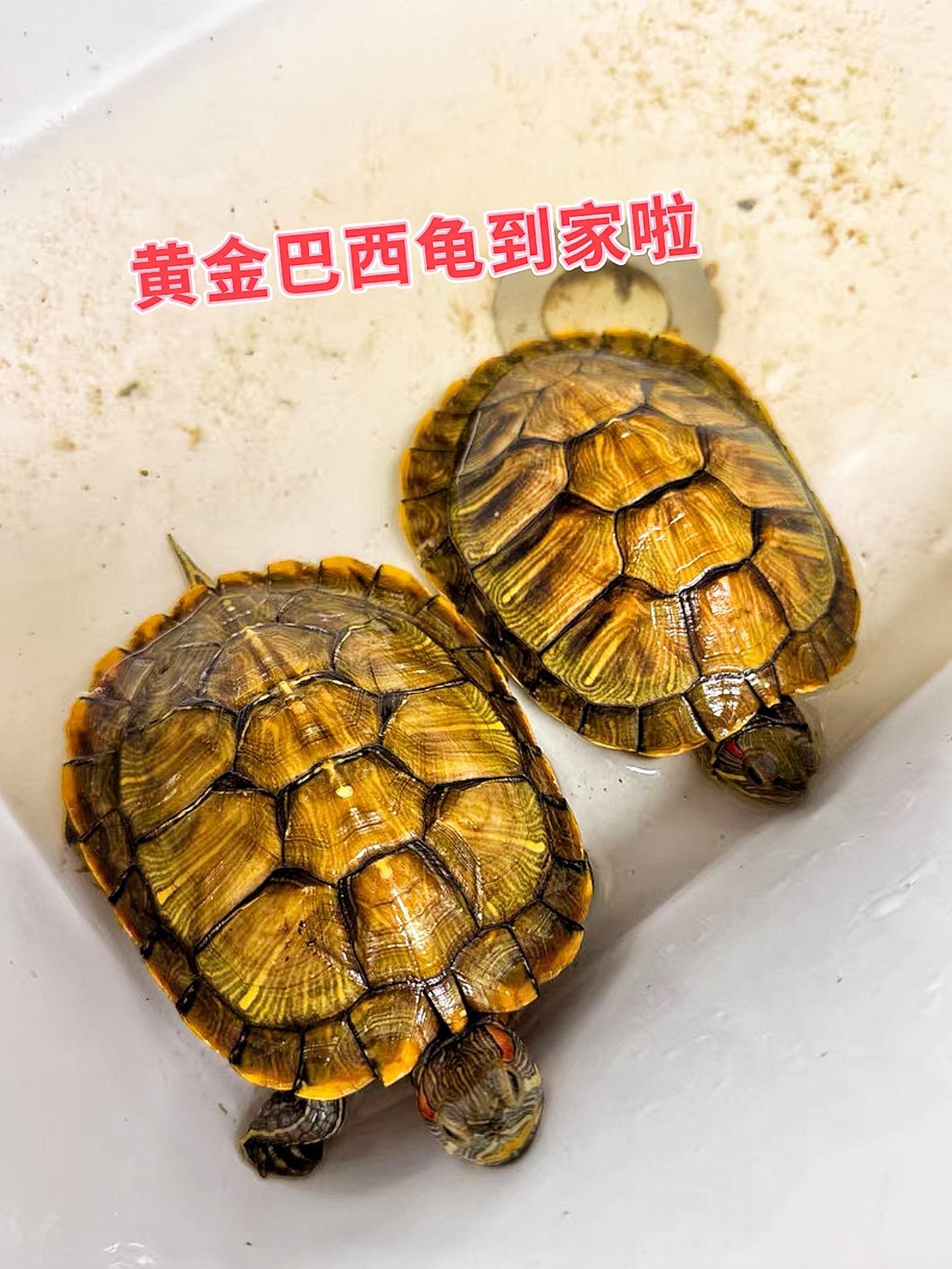 颜值出众，吸睛萌宠：身披金色铠甲，搭配灵动双眼，独特又亮眼。养一只黄金...