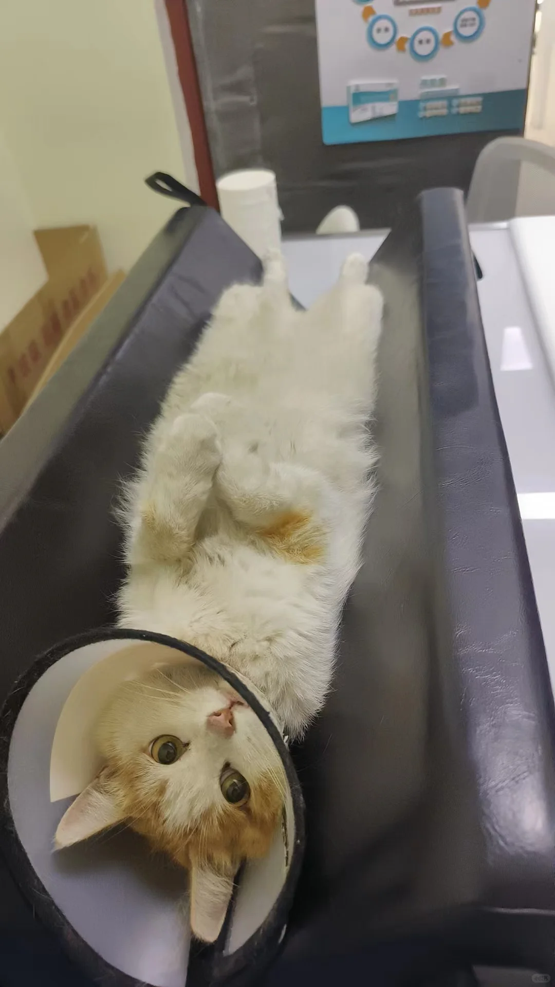 🔥急寻新乡可寄养猫咪家庭！