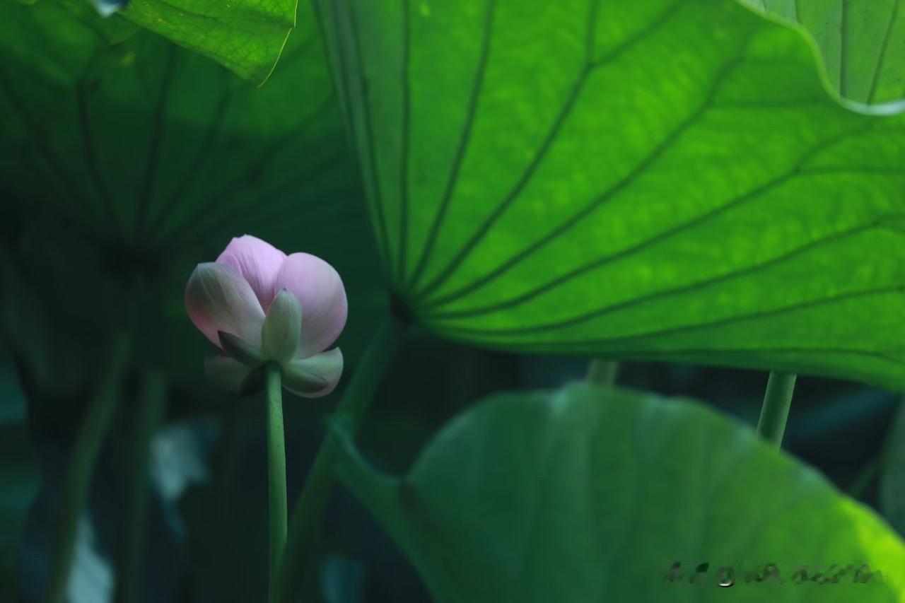 我的夏花｜大暑荷开正好，三伏花醉长夏

大暑恰逢三伏暑热，连日烈日蒸腾，世间万物