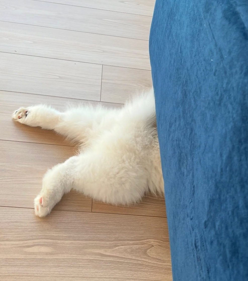 犯了错的萨摩耶，顾头不顾腚 