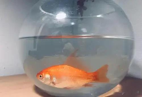 逛街看见一家小饰品店，门口挂着红中国结，看着喜庆，我便进去闲逛。
 
货架上一个