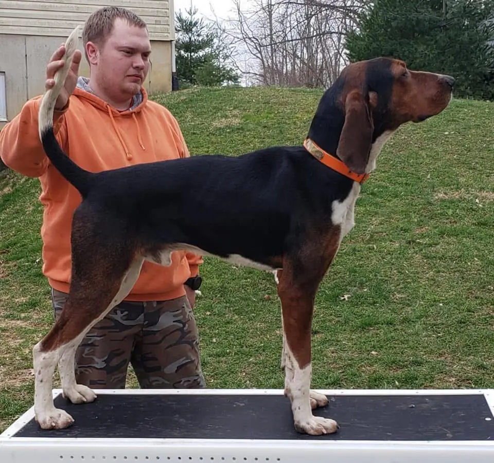 Treeing walker coonhound