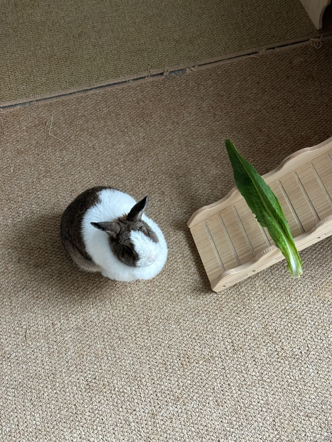 又背着我纹眉了