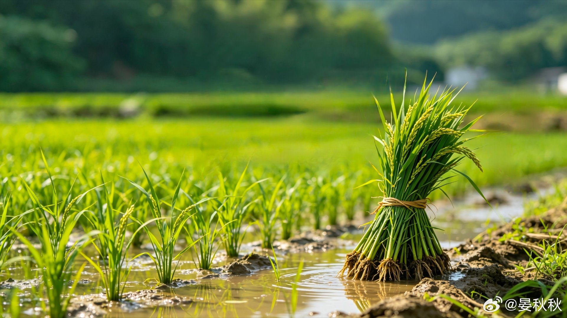 暗湿6月5日，芒种节气。在老黄历里，它还有一个更直白的俗名“忙种”，是田里的人一