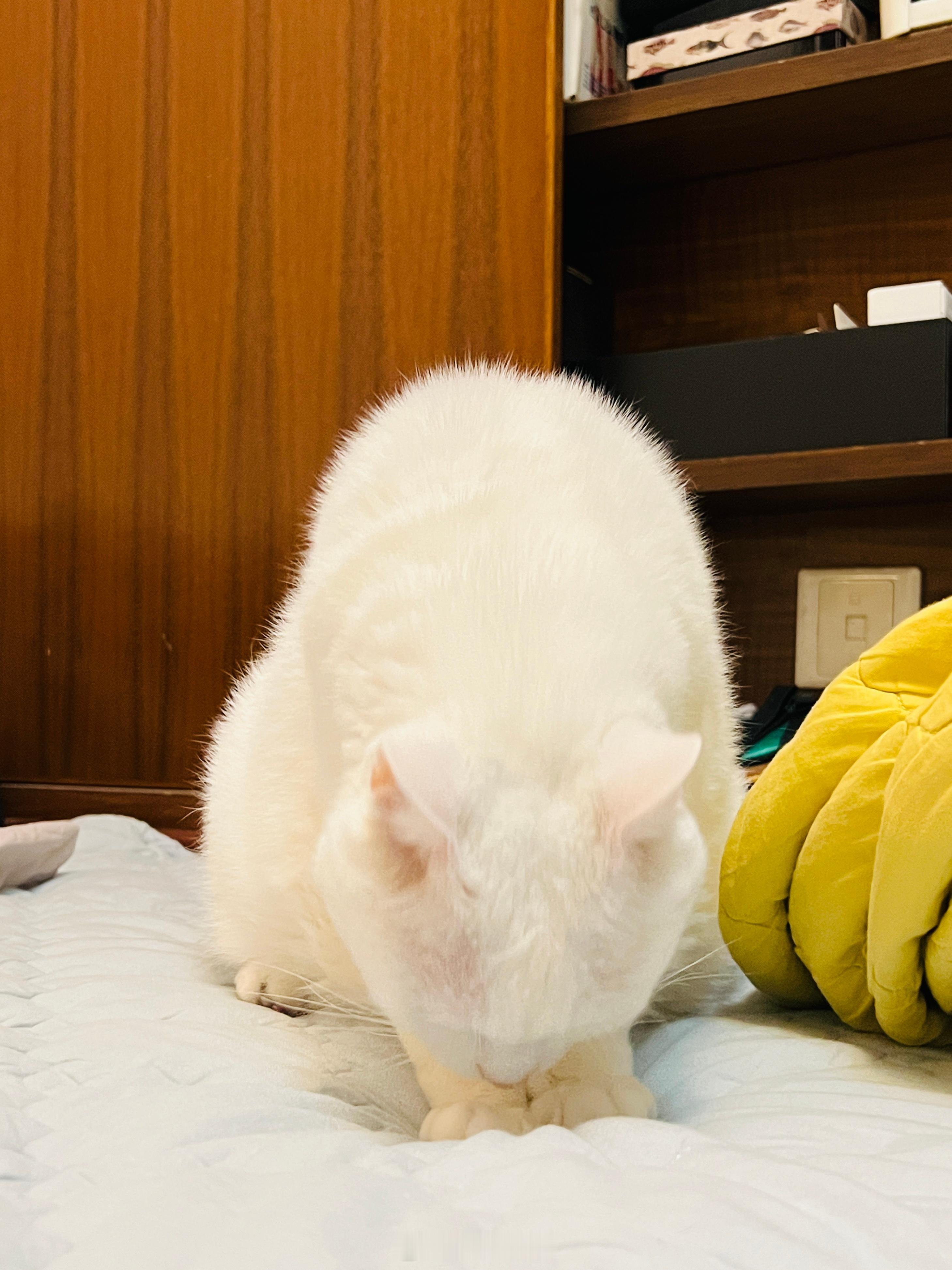 富貴小肉肚。 ​​​