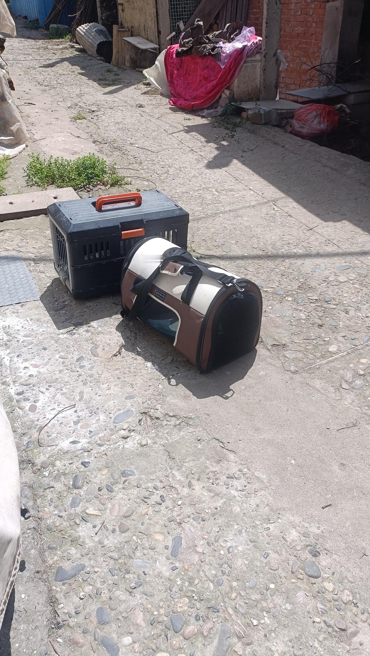 今天是小三花和小彩狸绝育康复后拆线的日子，这七天真是度日如年，中途小彩狸还把防护