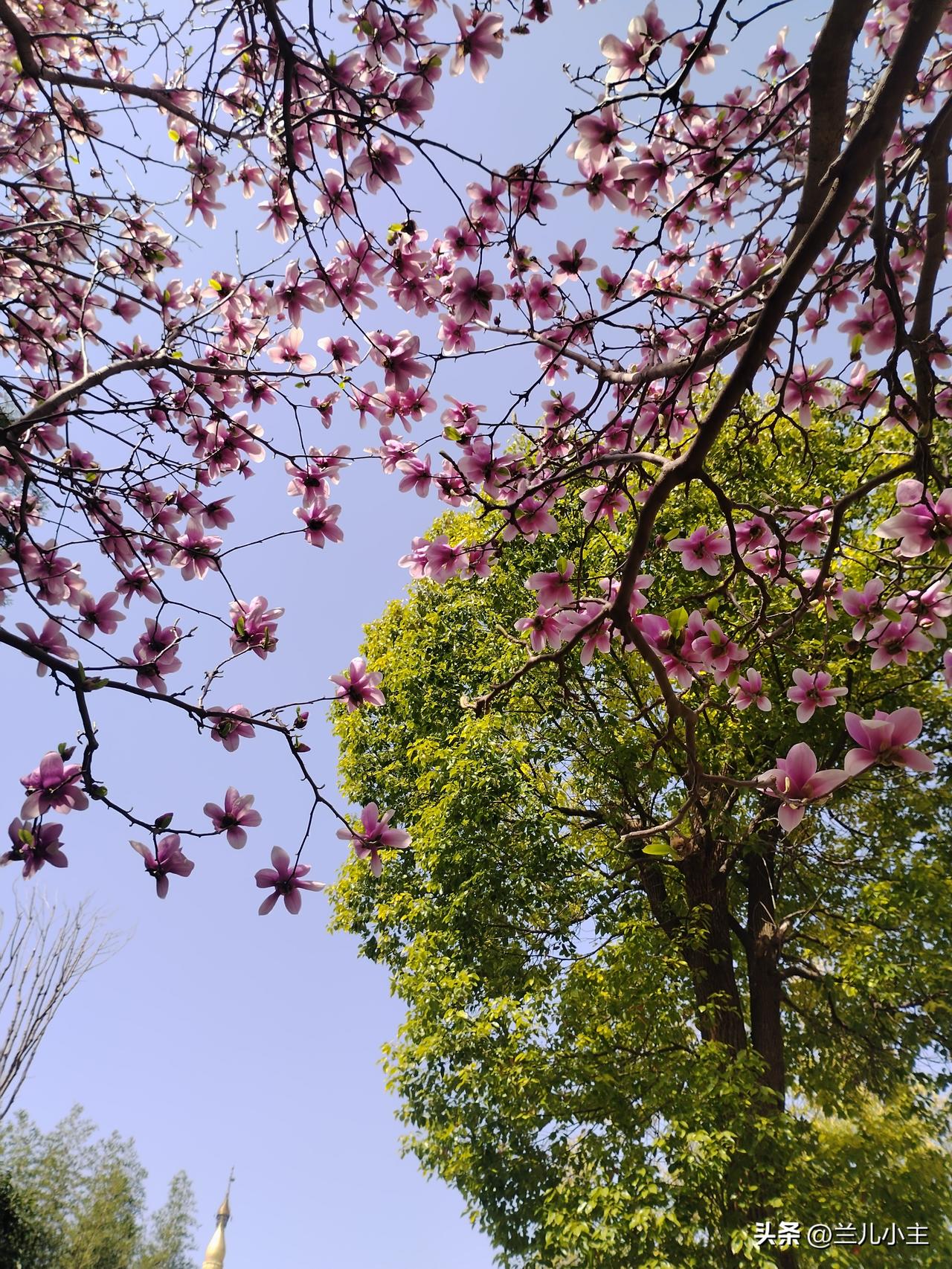 我喜欢自己拍照，真实而且安全。留着写文章用。尽量少用或者不用网络照片，有时候会有