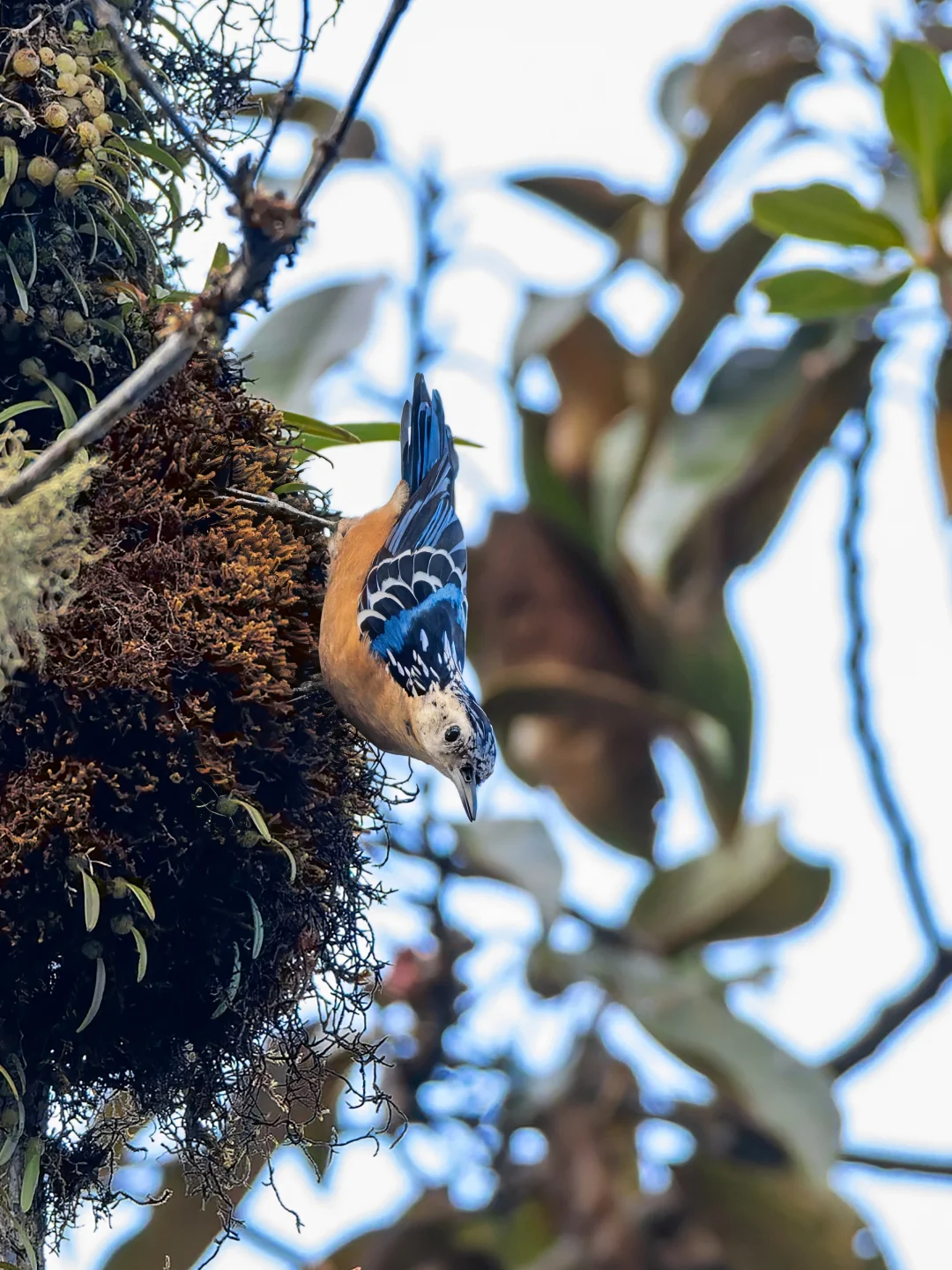 丽䴓，天一亮就准时前来相见了