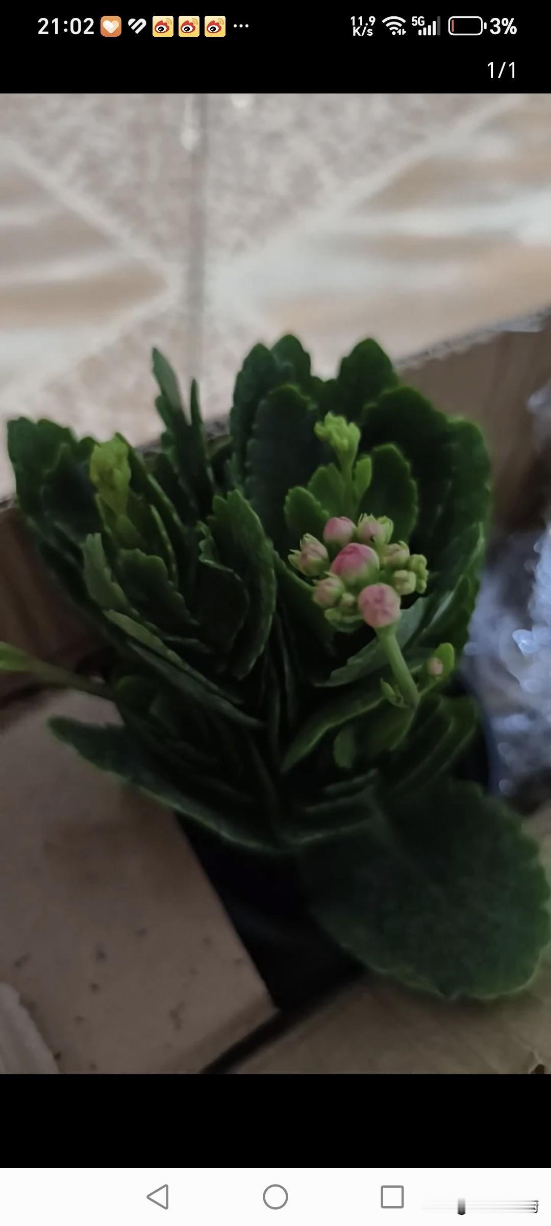 儿子恋爱已经很久了，做父母的很想知道未来的儿媳妇是什么样的，是那种涂脂膜粉，冬天