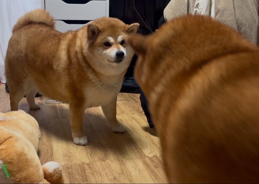 养猪经验交流