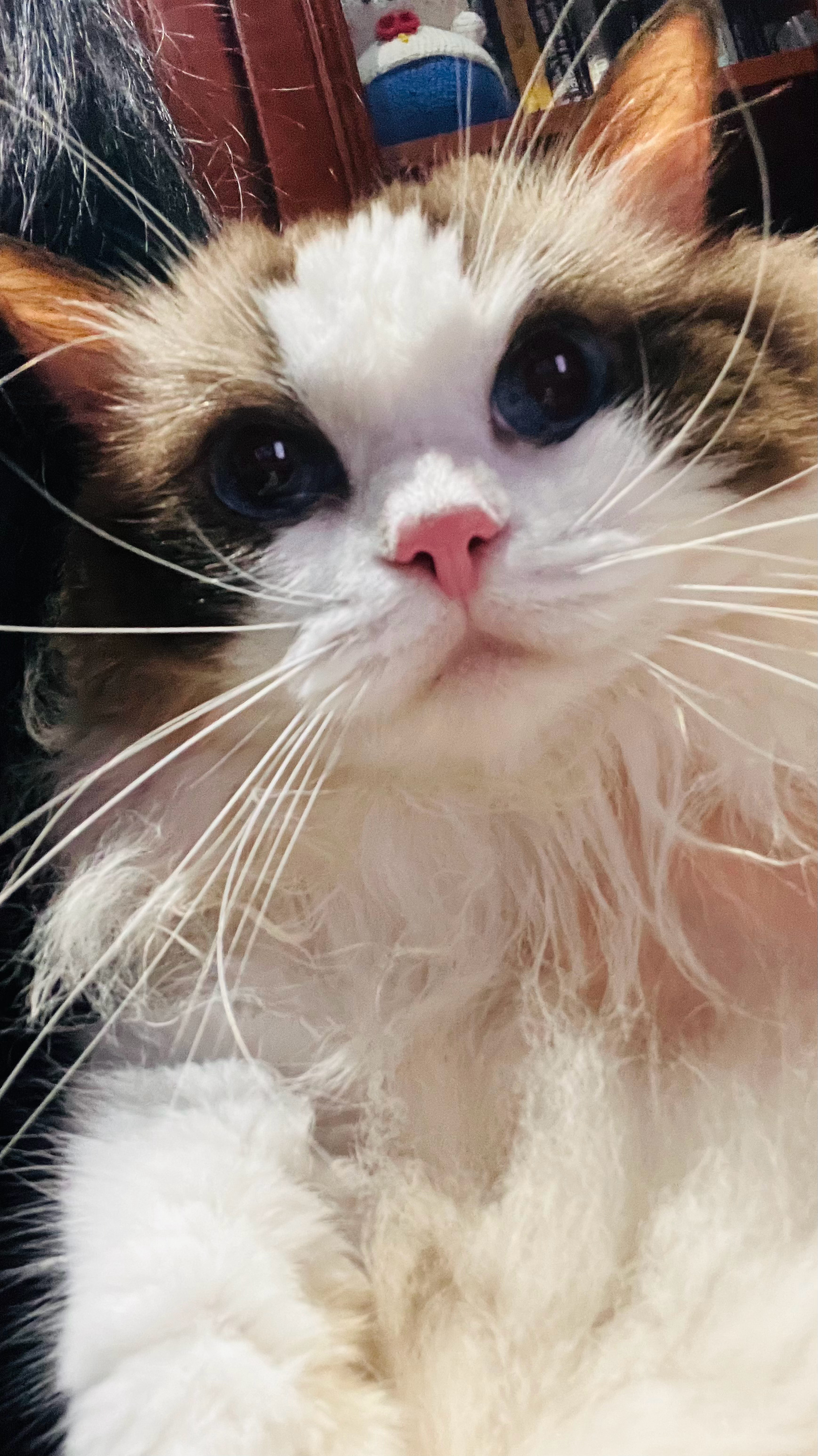 啃甜猪耳朵！ 