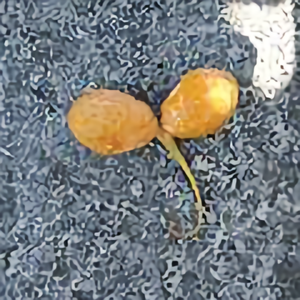 寒星针