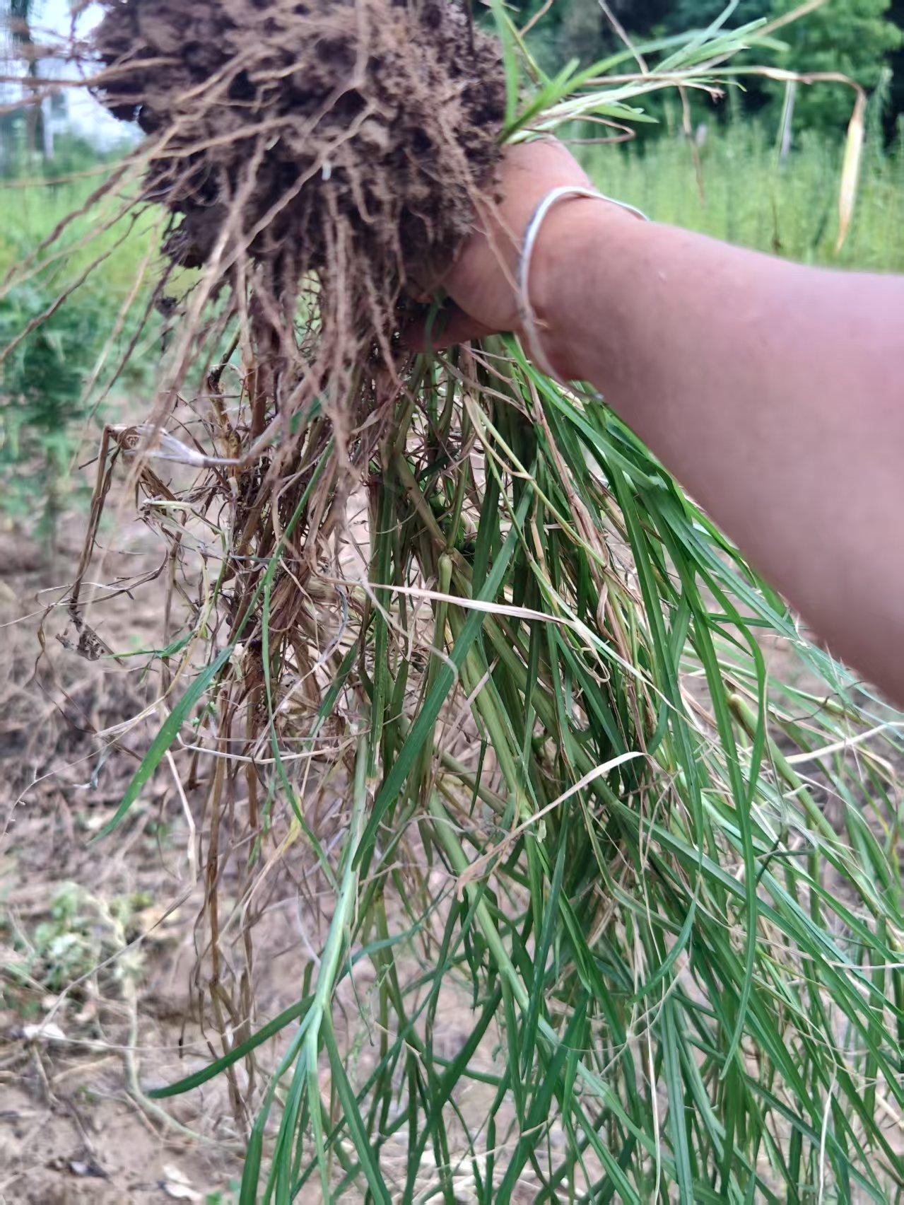今天我使出了吃奶的劲这棵拔牛筋草，因为是在泥里我拔出来了，特别长，土地硬的地方还