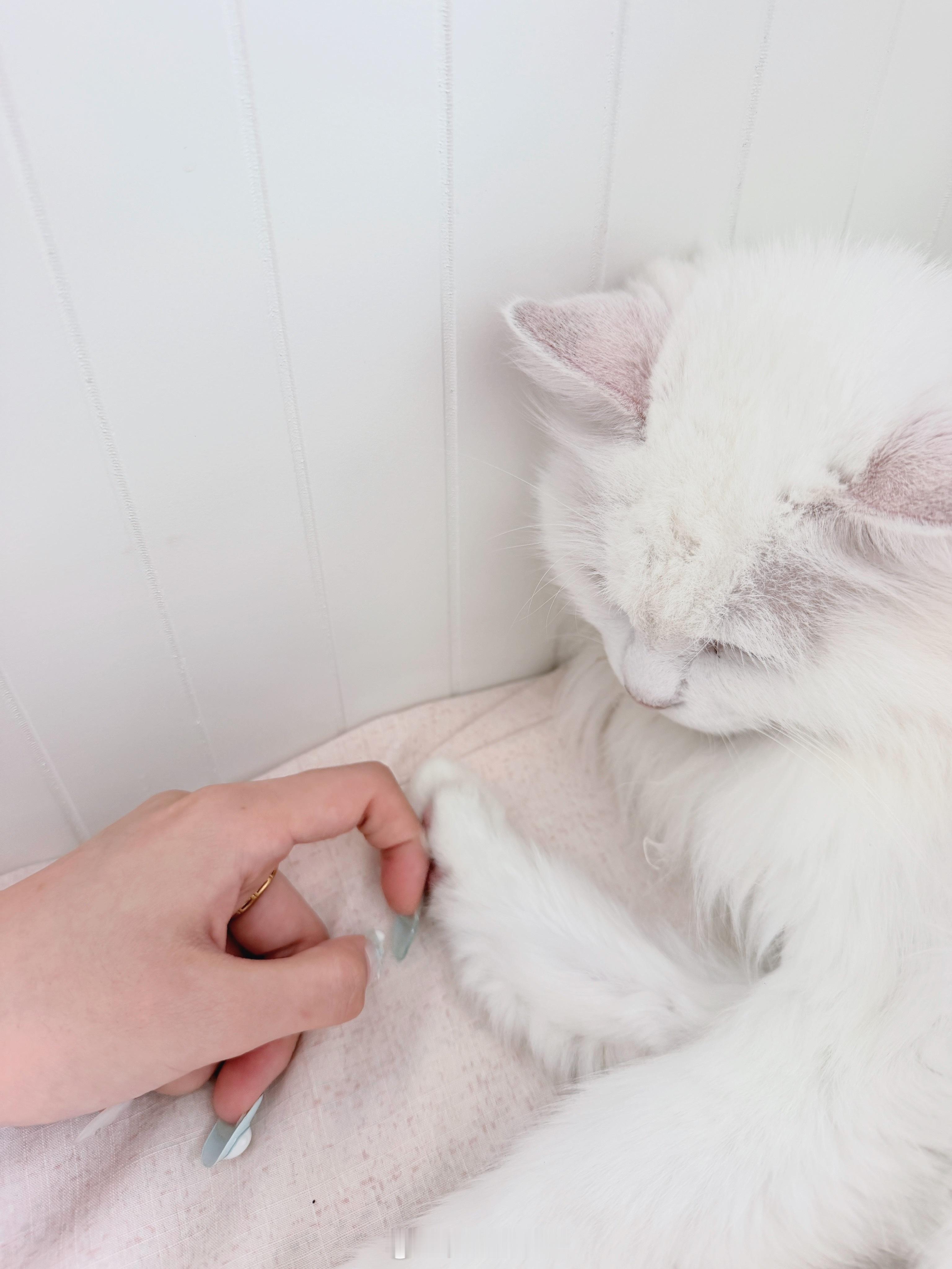 每天一定要做的三件事：摸小猫脚脚、摸小猫手手、摸小猫小肉垫推荐用指肚或关节轻轻摩
