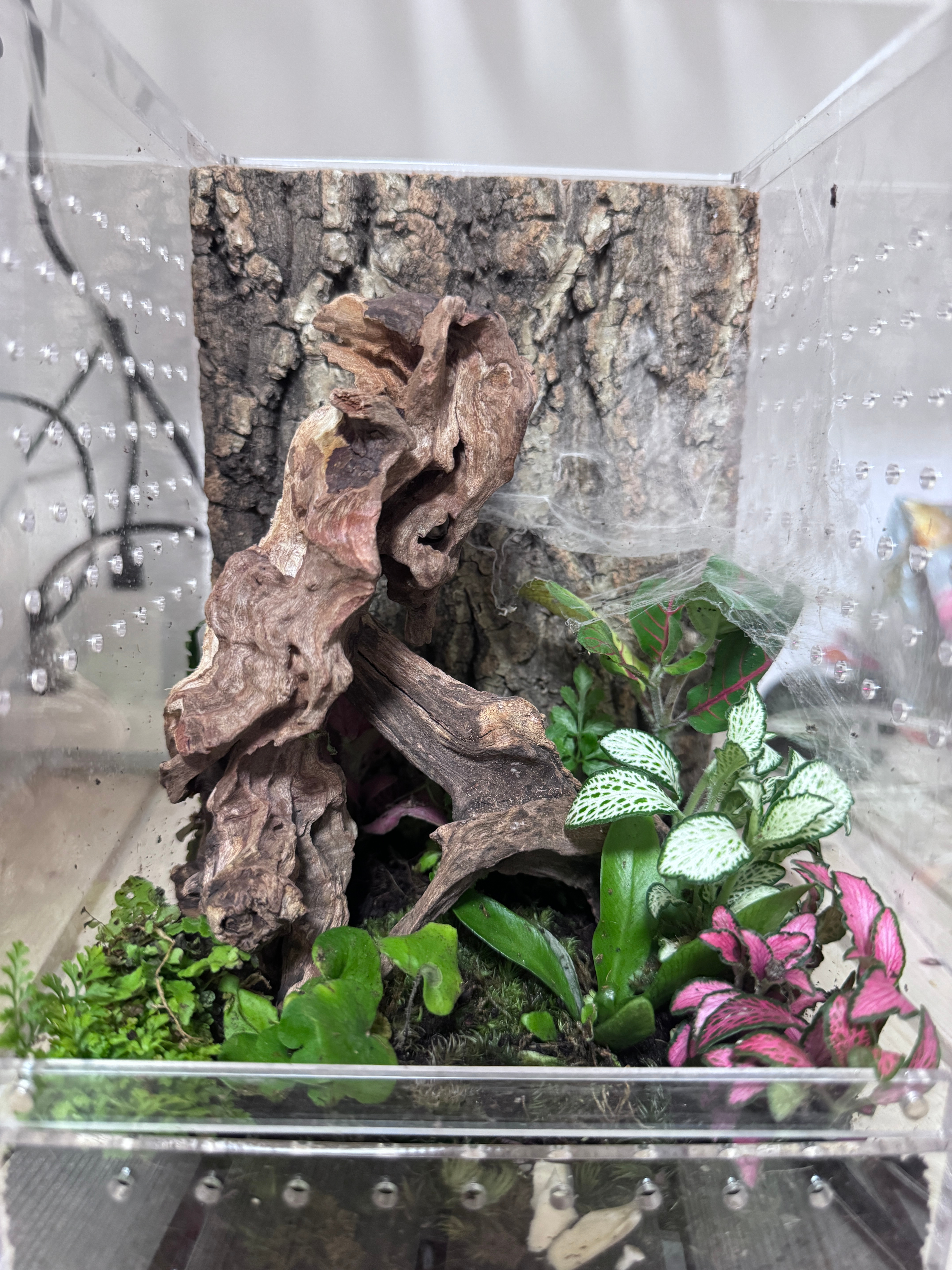 猪猪的新家（其实只是换了一块木头）希望孩子看在我换了更好的环境的份上，不要因为我