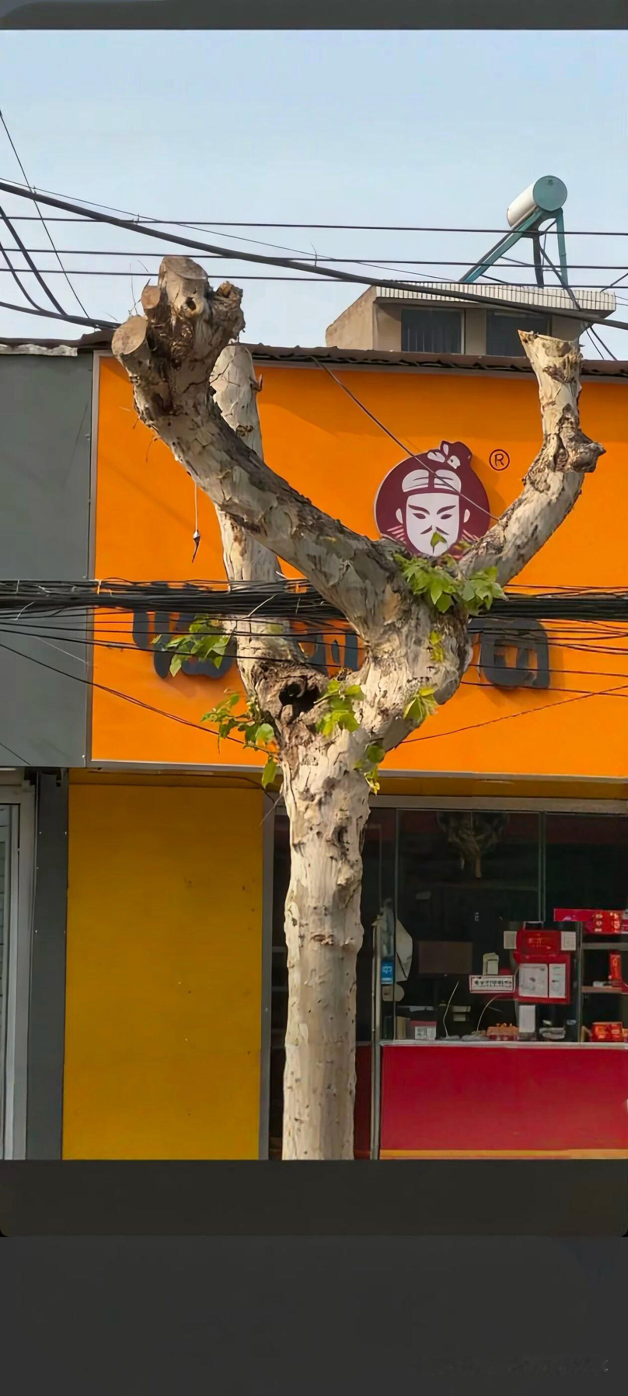 这个树是不是成精了，如此的相像，像不像？