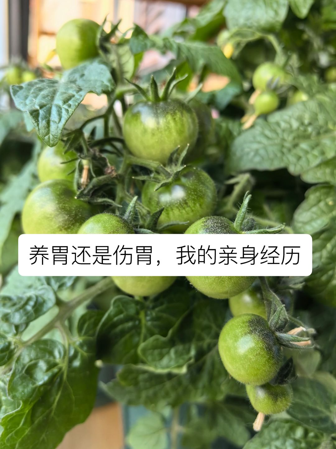 养胃还是伤胃的食物，自己经历了才知道