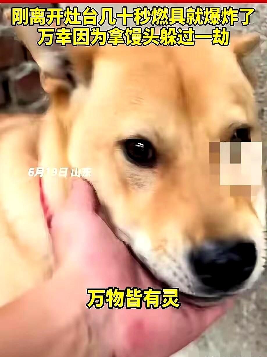 6月20日，山东一男子在家煮粽子时，家里的大黄狗突然狂叫不止
这平时闷声不响的老