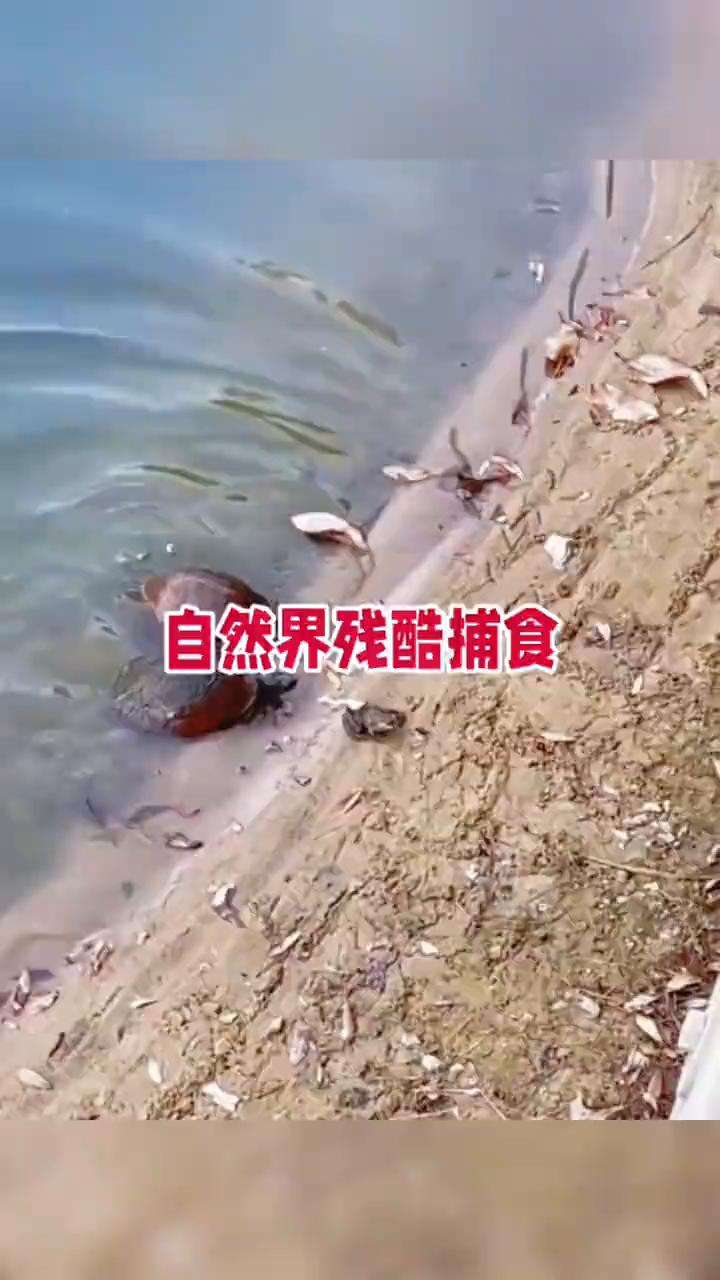 自然界残酷捕食。