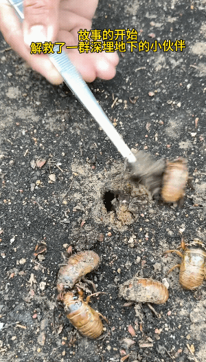 不会有人突然对你好，一切都是馋你的身子。一网友在大雨之后，救了一批蚕虫。
然后悉