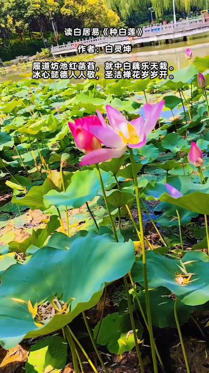 读白居易《种白莲》，作者：白灵坤。
履道坊池红菌萏，就中白藕乐天栽。
冰心懿德人