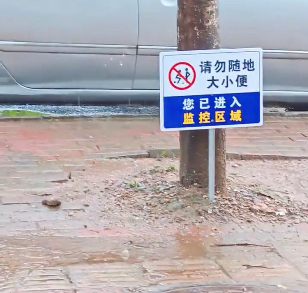 【玉林某门店人行道绿化树有人随地小便】近日，玉林市的某门店人行道上的绿化树晚上有