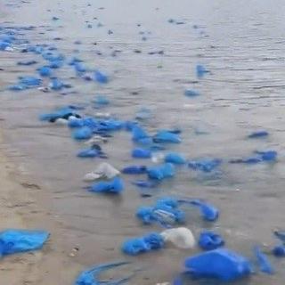 有福建的朋友去平潭岛玩，本来想看看蓝眼泪吹吹海风，结果到岸边一看，海面上飘着密密