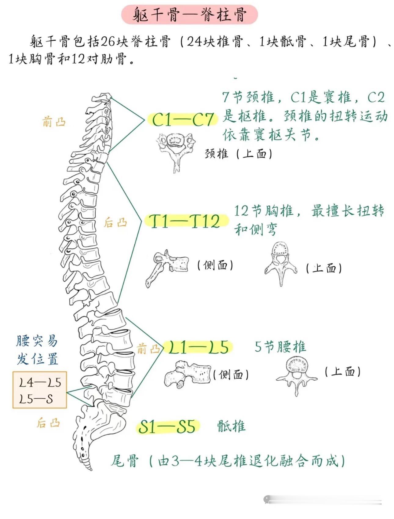 人体206块骨骼高清图解！一文看懂全身骨骼人体骨骼主要分为中轴骨和附肢骨两大板块
