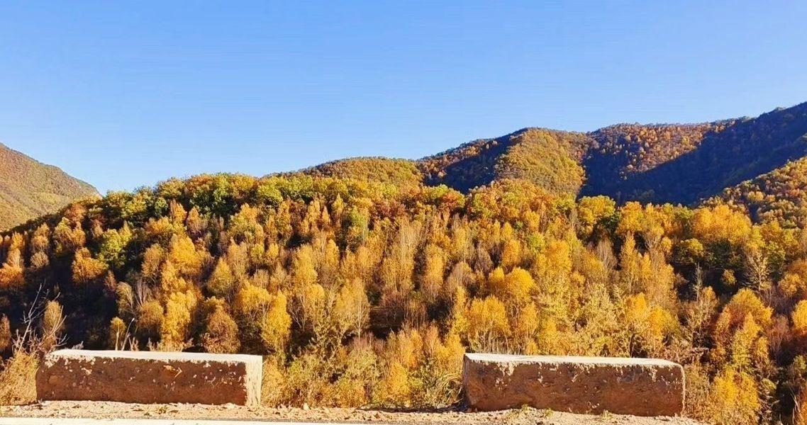 「麻田岭」的秋！真的美的毫不费力！连成一片片由深至浅的金黄色、枫叶红🍁 真可谓