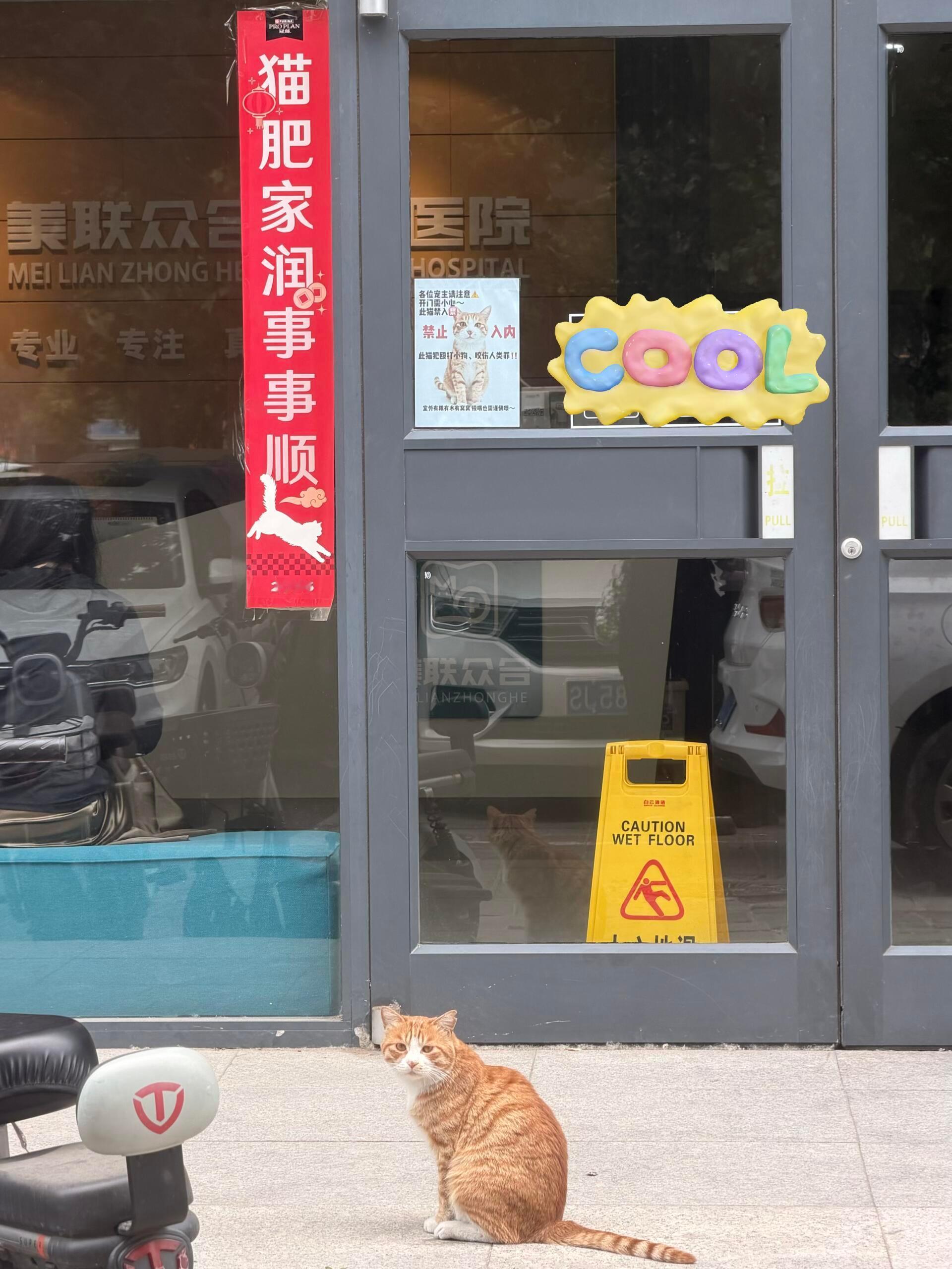 当事猫吃了没文化的亏