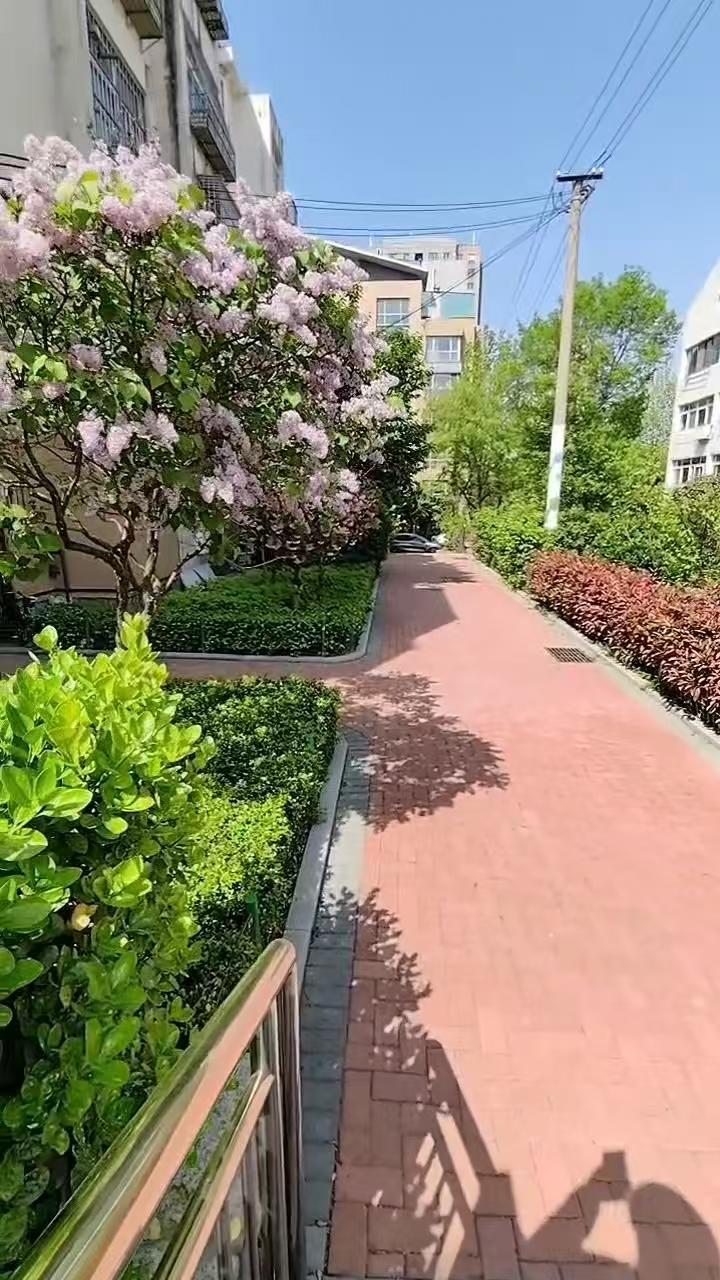 白话诗·自然升起缤纷帘幕2591
作者/平常心
（2026.4.26.12:53