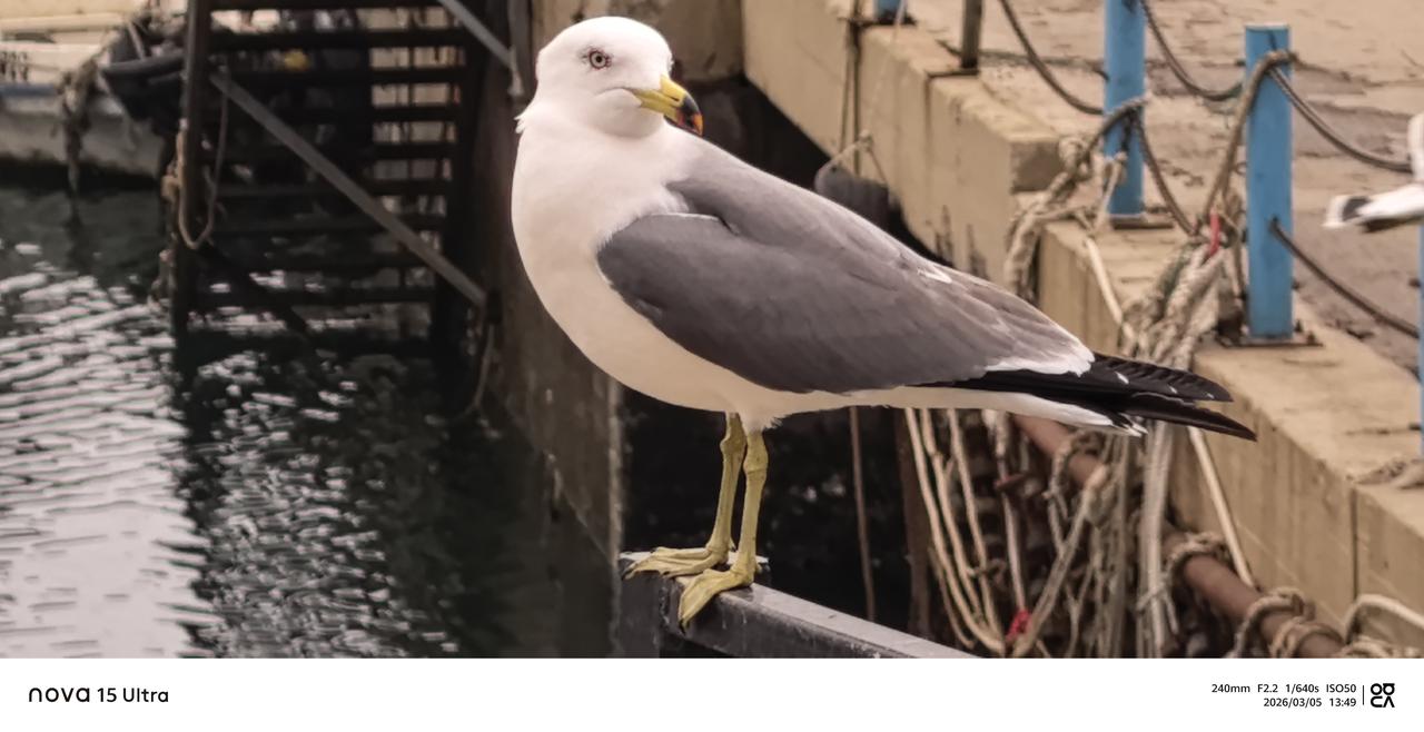 近距离观察海鸥，飞鸟观察