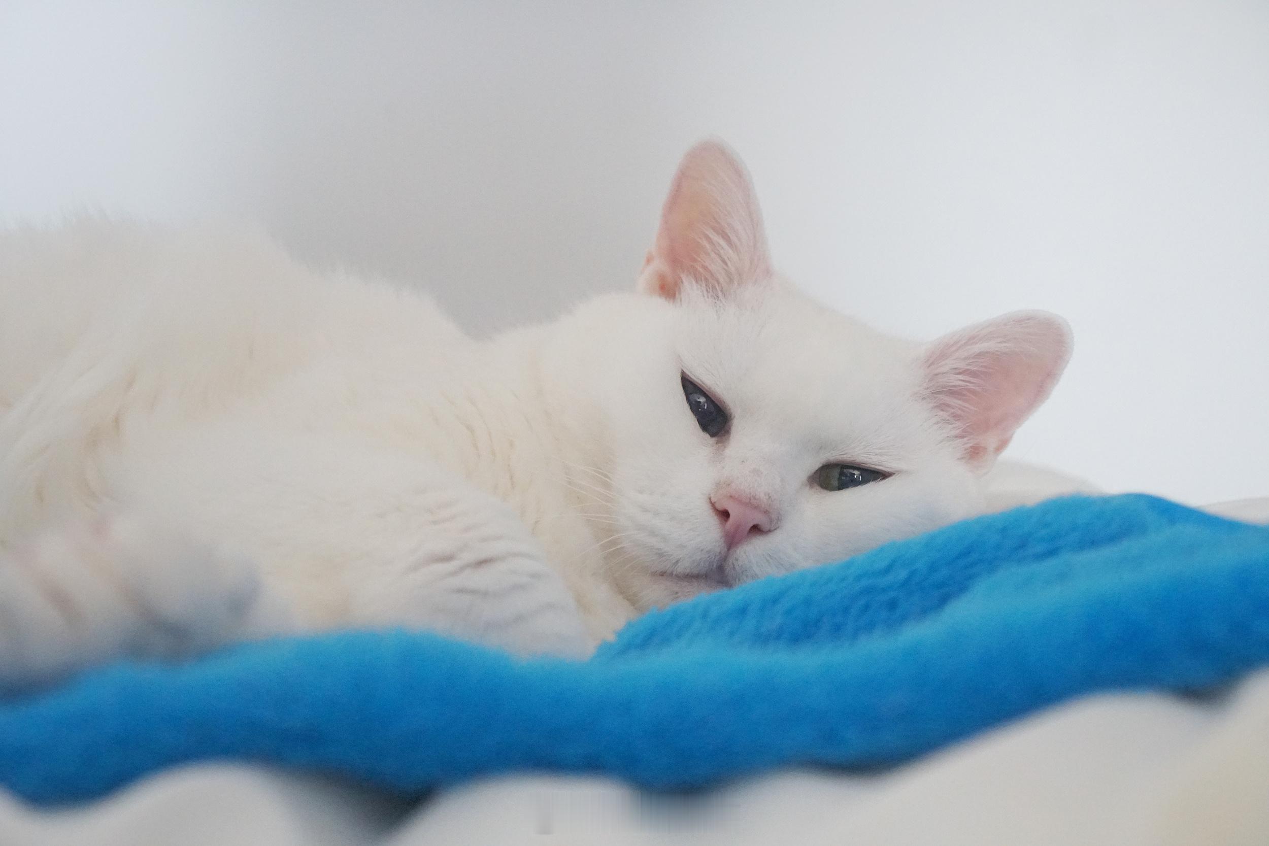 肥軟哥說都沒有人用新娘抱抱他起床～(嘟嘴) ​​​