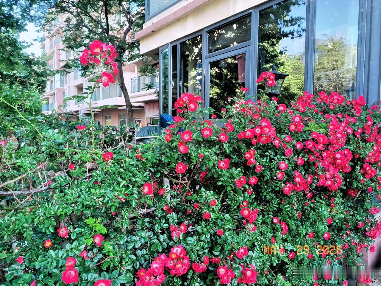 分享一张你相册的拍的花东海旅游度假区初夏庭院繁花盛开充满活力与激情，香庭碧窗盈安