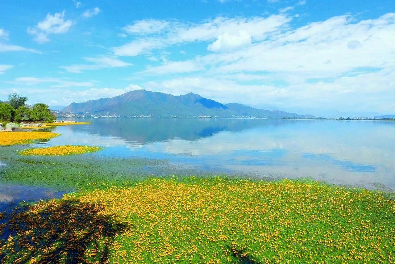 四川 邛海，夏日一朵朵荇菜花散落水上，从5月一直开到10月，美得像一幅幅油画。 
