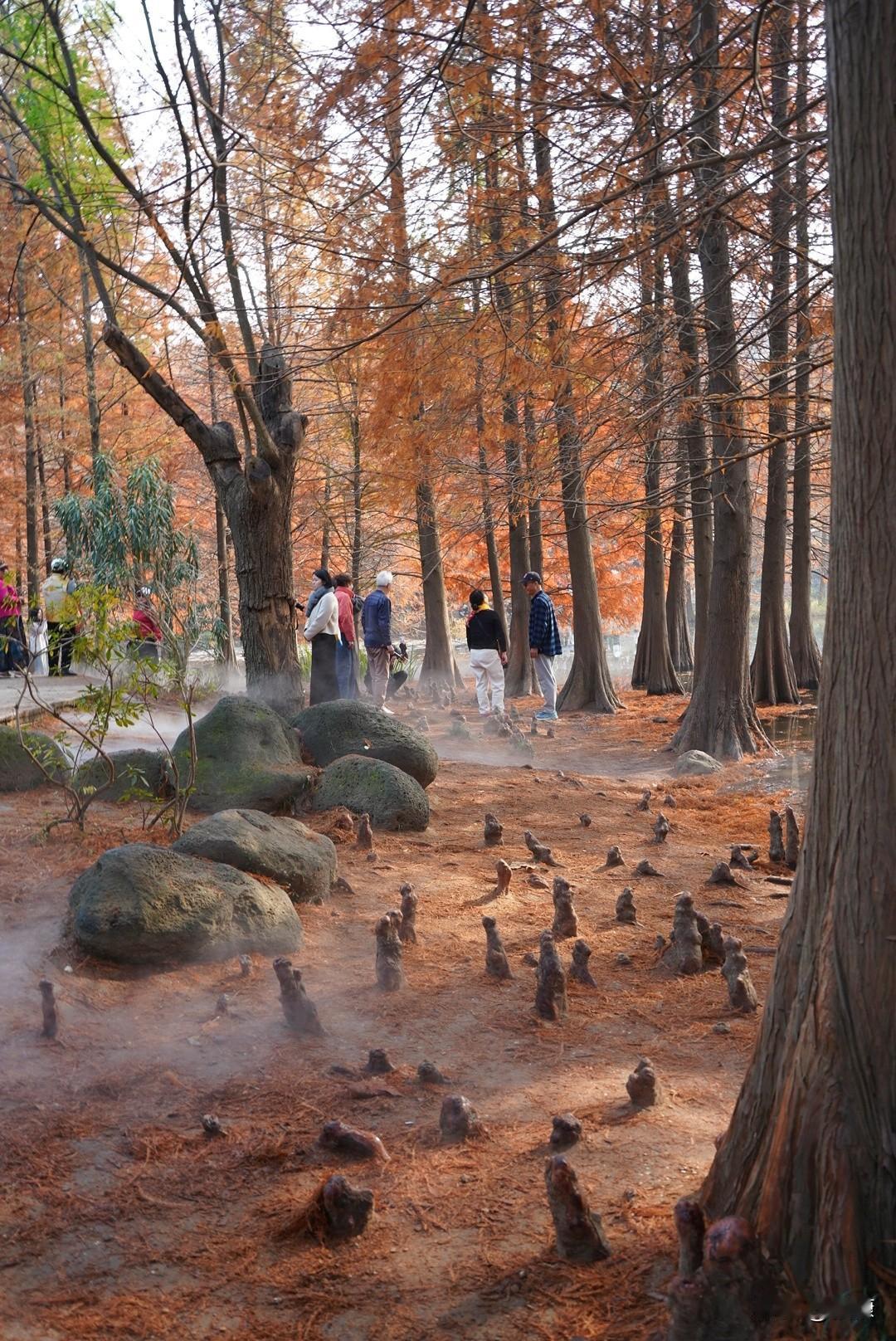 最近南京最火的地方是明孝陵3号门﹣﹣燕雀湖，火红的落羽杉在湖水和烟雾的衬托下非常