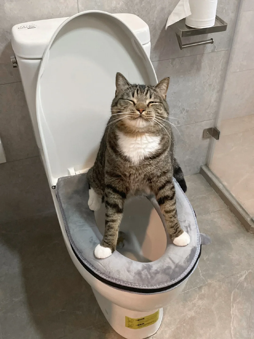 我家猫会用马桶了？莫非上辈子是个人🤨